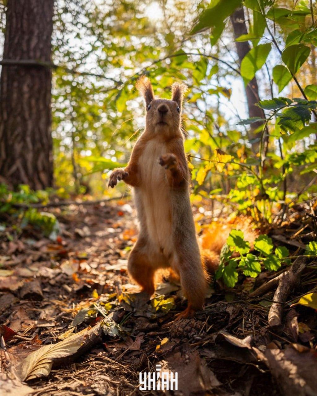 Nájsť žaluď na obrázku trvá menej ako 10 sekúnd / koláž z fotografie Moje