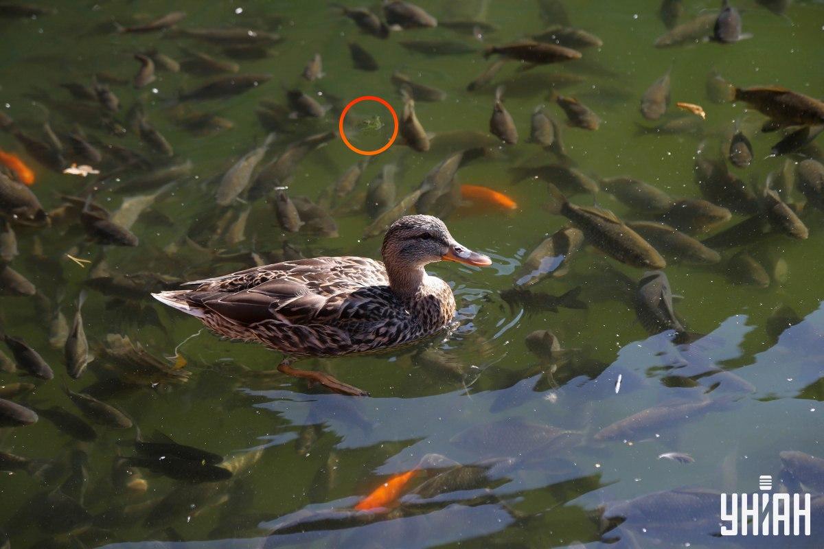 Žaba bola na vrchole skladačky / koláž s fotografiou Moje