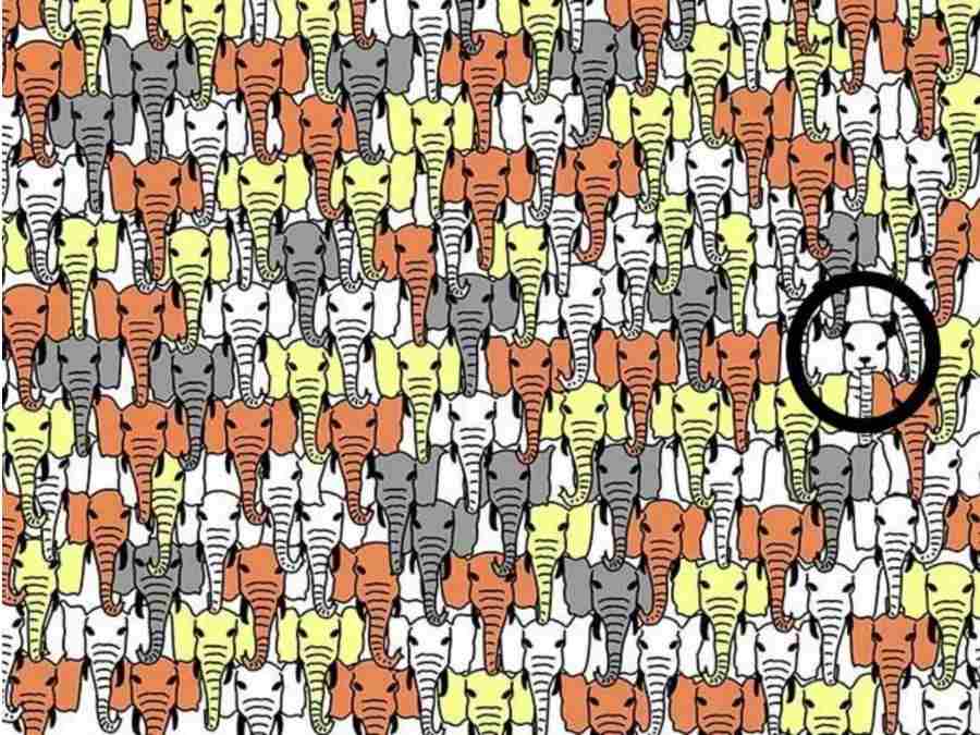 Rýchly IQ test: iba 1 % ľudí dokáže nájsť pandu medzi slonmi za 8 sekúnd