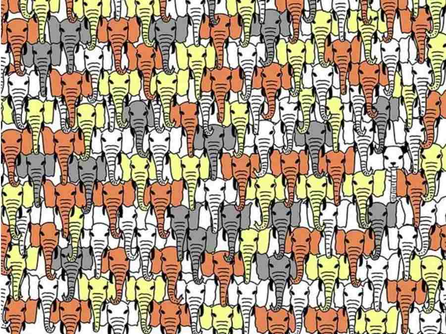 Rýchly IQ test: iba 1 % ľudí dokáže nájsť pandu medzi slonmi za 8 sekúnd
