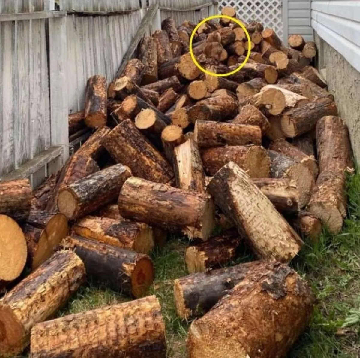 Psie puzzle