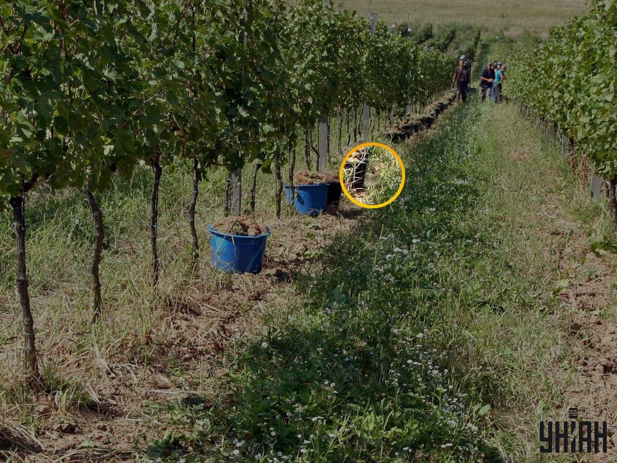 Fotografia Moje