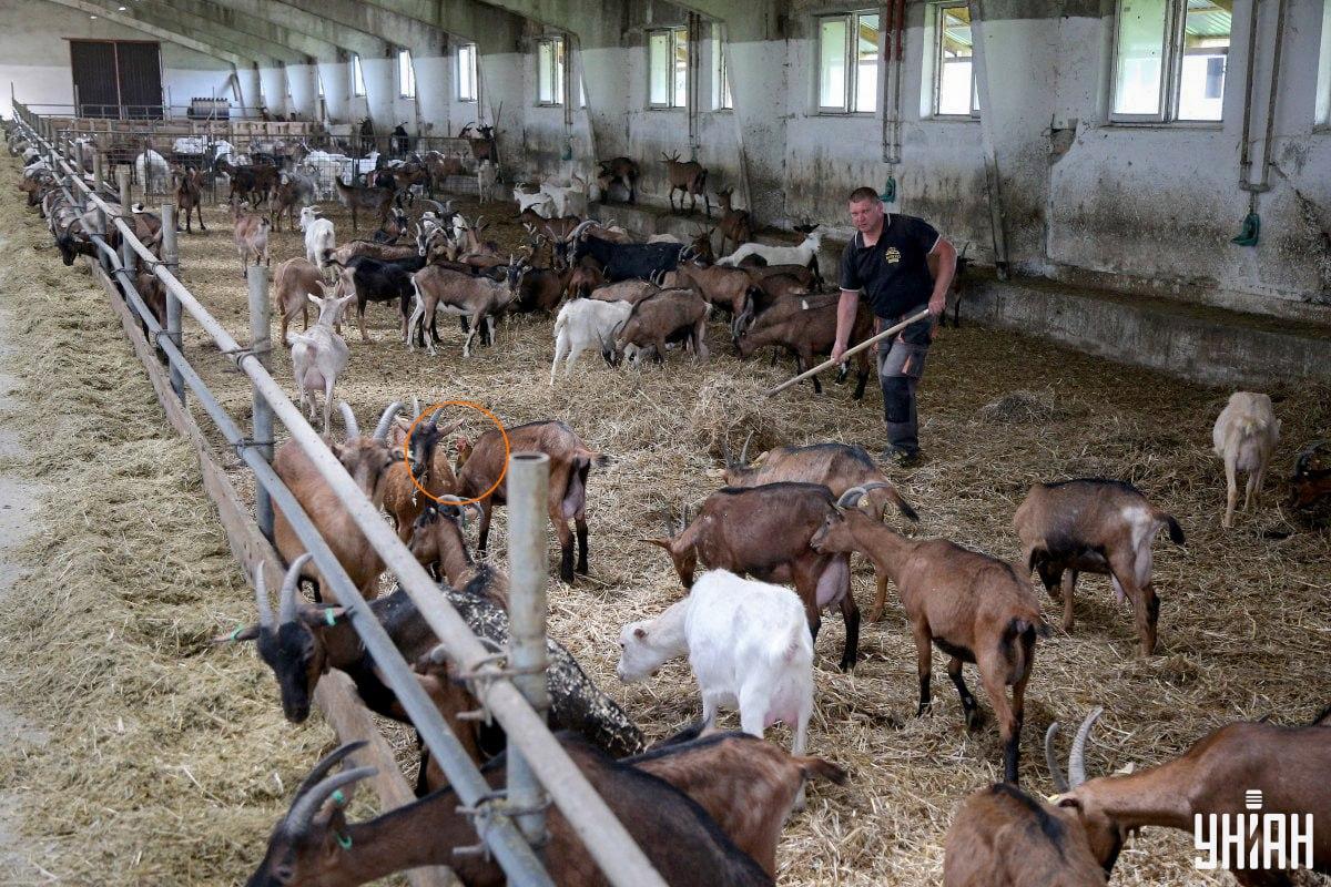 Domáci vták sa nachádzal blízko stredu obrázku / koláž s fotografiou Moje