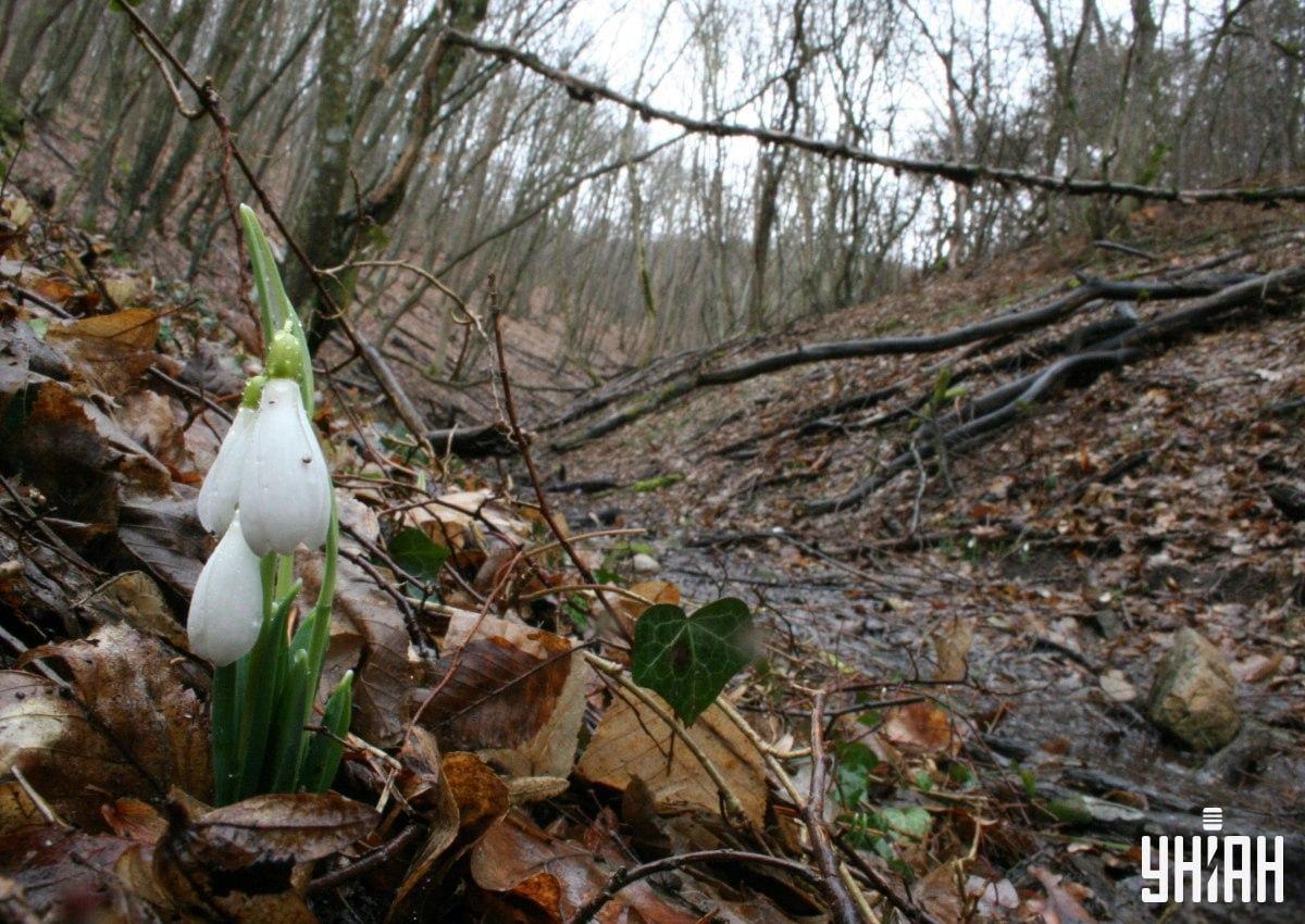 Nájdi líšku v lese za 9 sekúnd / koláž s fotografiou Moje
