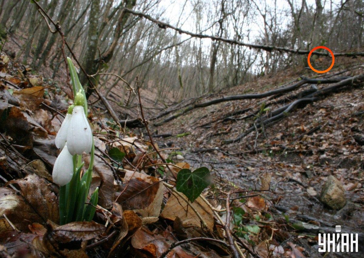 Líška sa nachádzala neďaleko ľavého horného rohu obrázku / koláž z fotografie Moje