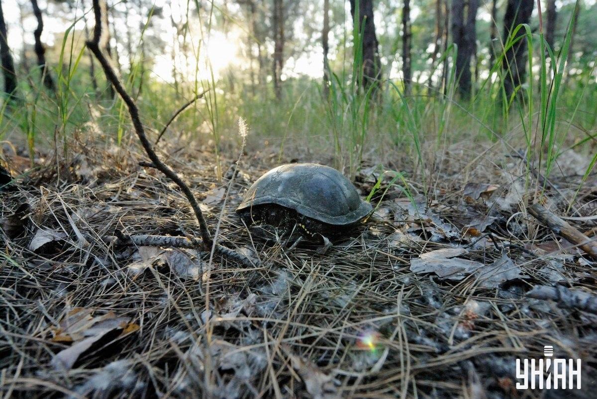 Nájdite hríb na vizuálnej hádanke / koláži s fotografiou Moje