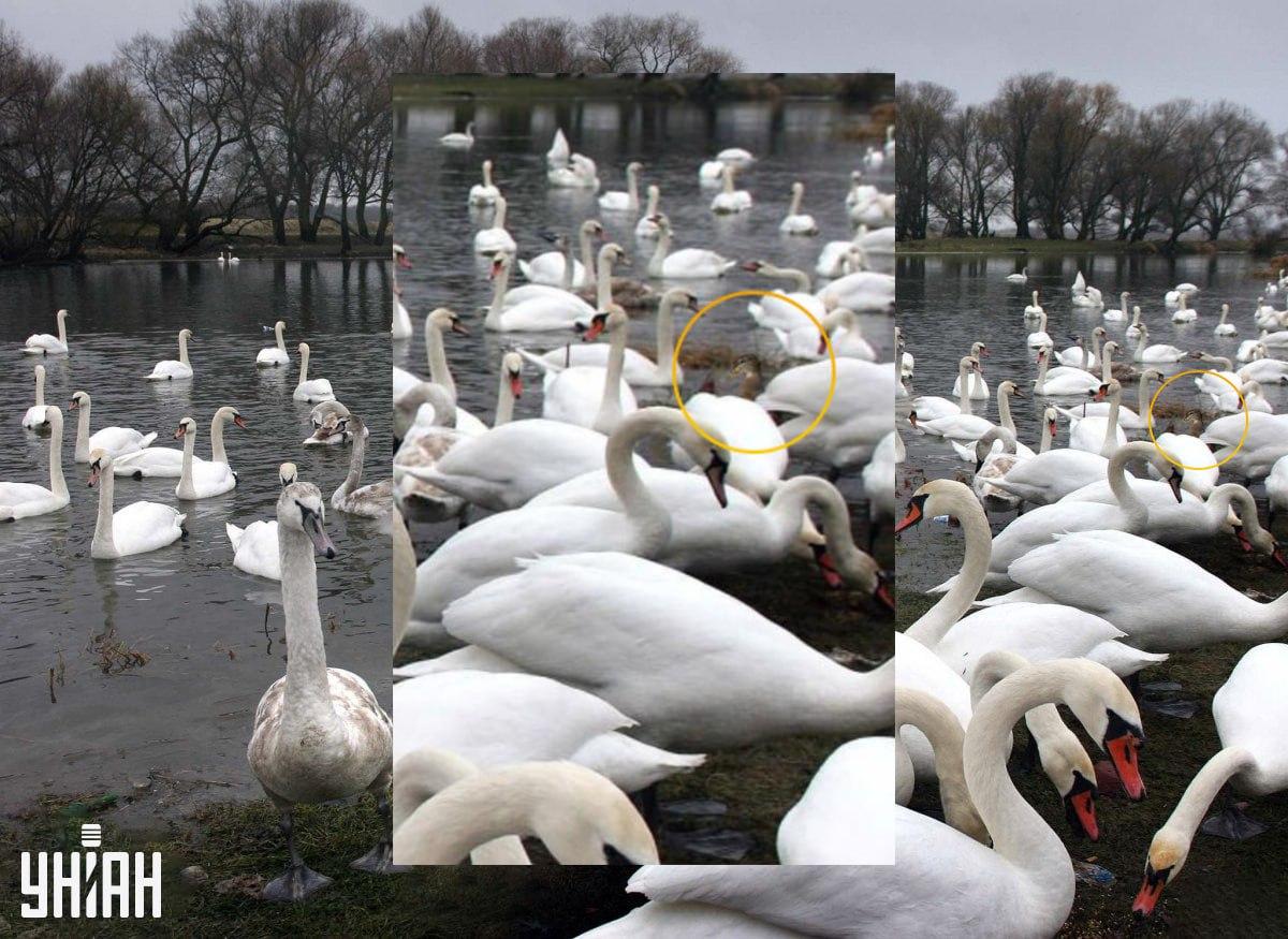 Kačicu sme takto schovali zámerne / Moje Collage
