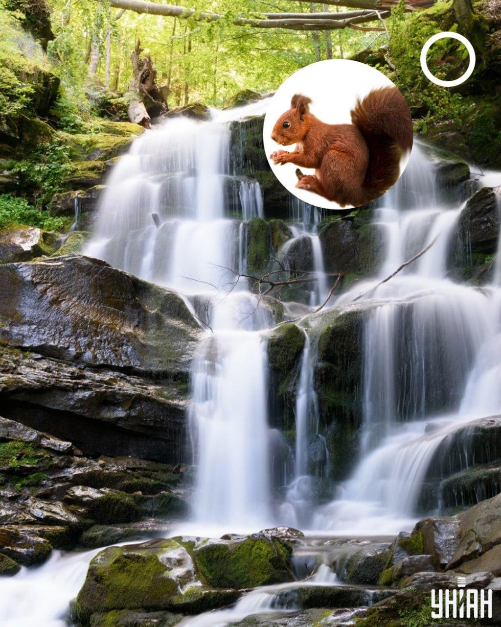Veverička 