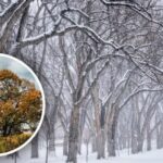 Čo symbolizuje brest: je to naozaj „strom smrti“?