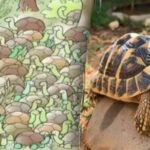 Dokonca ani géniovia nemôžu nájsť odpoveď na hádanku: medzi korytnačkami