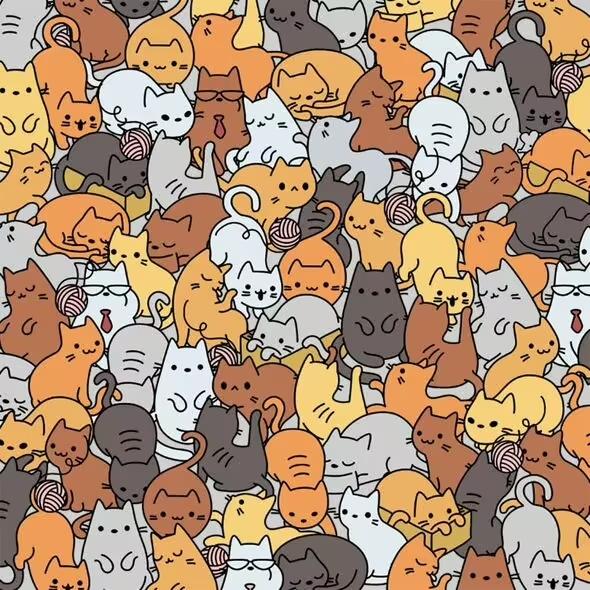 Hádanka / Everypaw Poistenie domácich zvierat