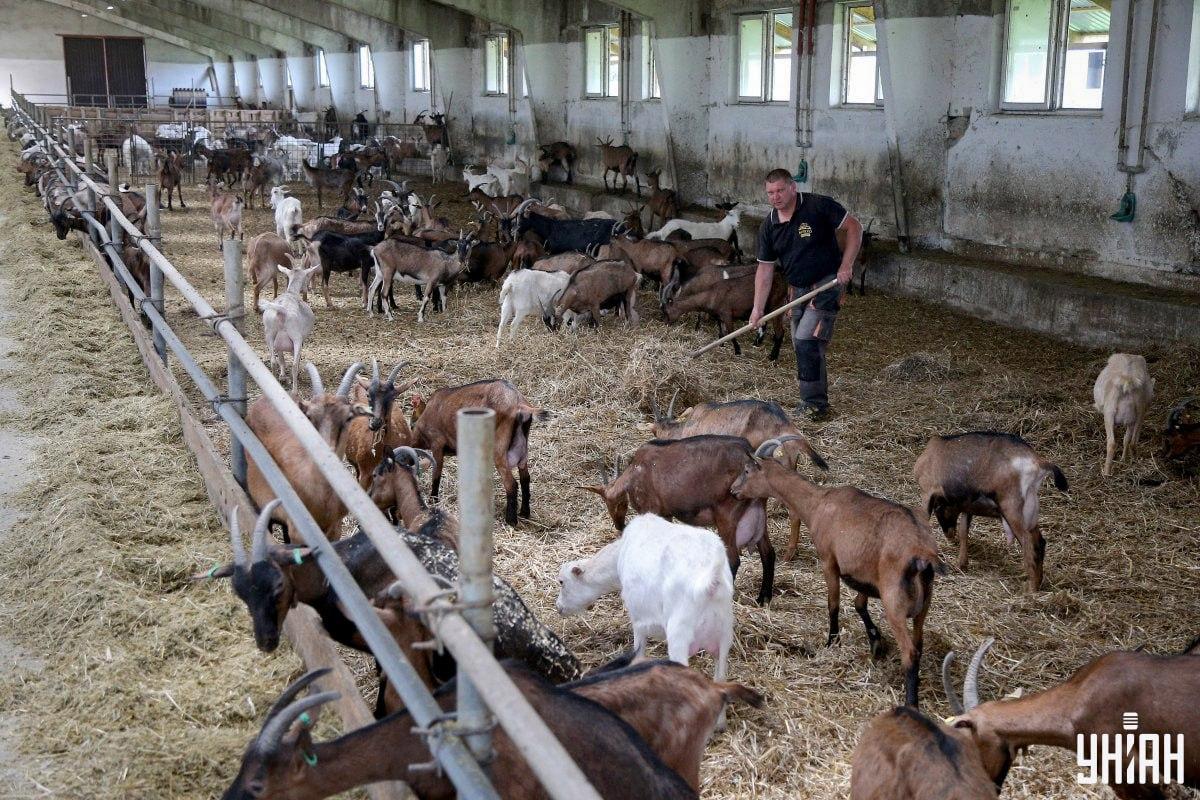 Nájdite na obrázku neposedného kohúta v čase / koláž s fotografiou Moje