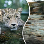 Leoparda nájde len človek s „očami poľovníka“: len 5 sekúnd