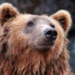 Na šikovnej optickej ilúzii sa skrýva šelma: nájdite medveďa za