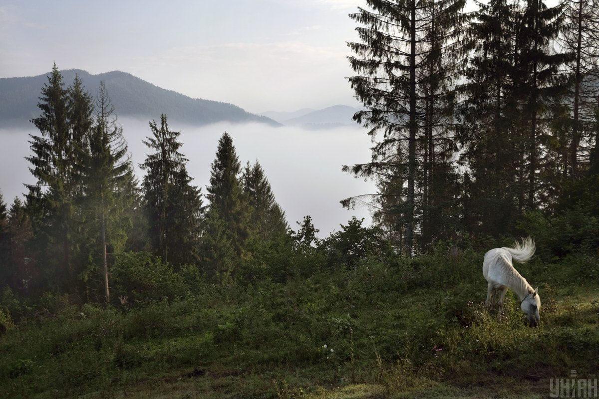 Nájsť ľstivé zviera medzi letnou krajinou za 12 sekúnd / koláž z fotografie Moje