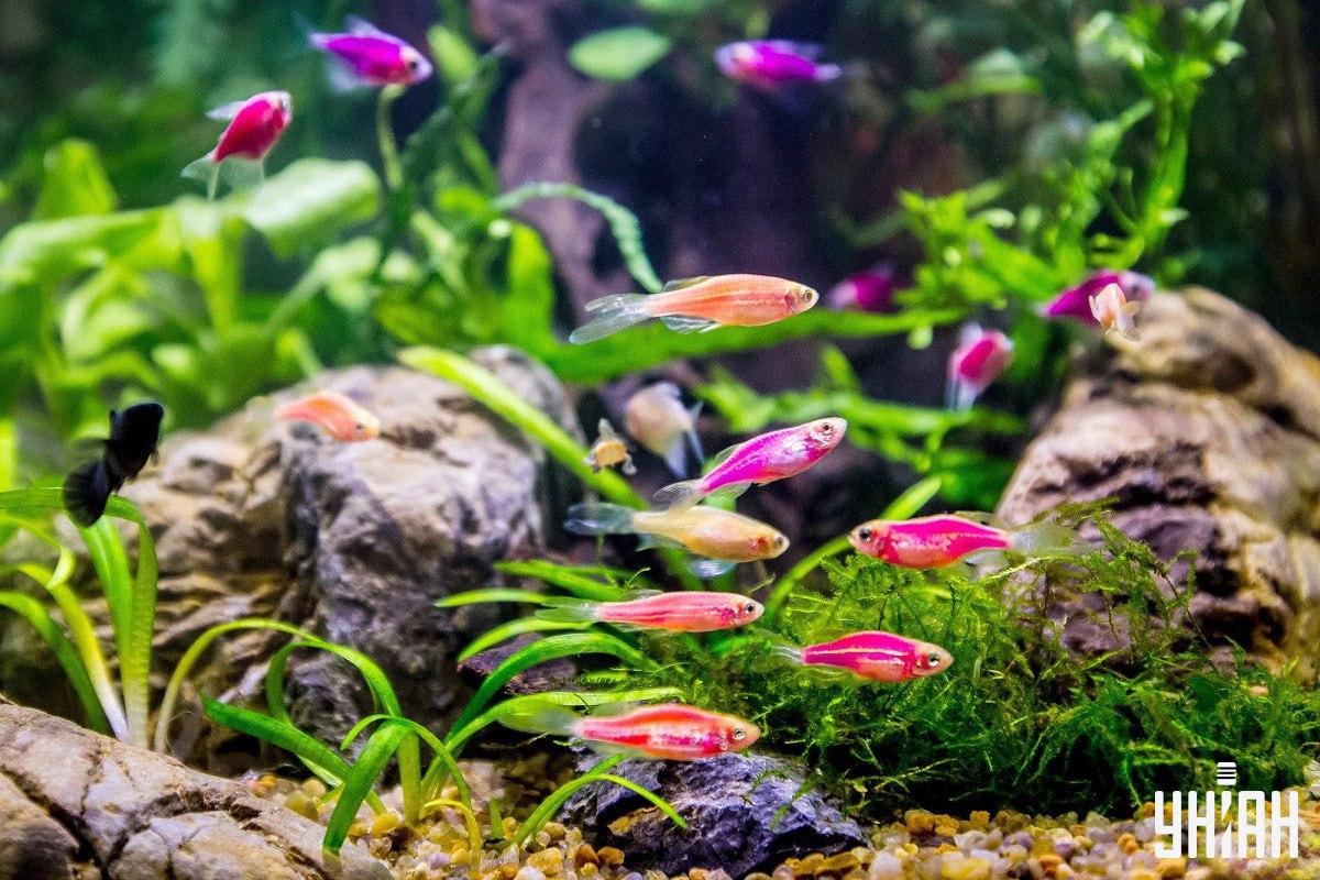 Hádanka je veľmi ťažká, pri hľadaní korytnačky nestrácajte čas / koláž z fotografie Moje