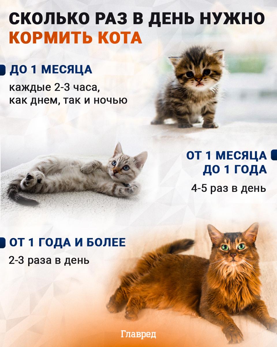 mačka, mačka, koľkokrát denne kŕmiť mačku, Glavred infografika