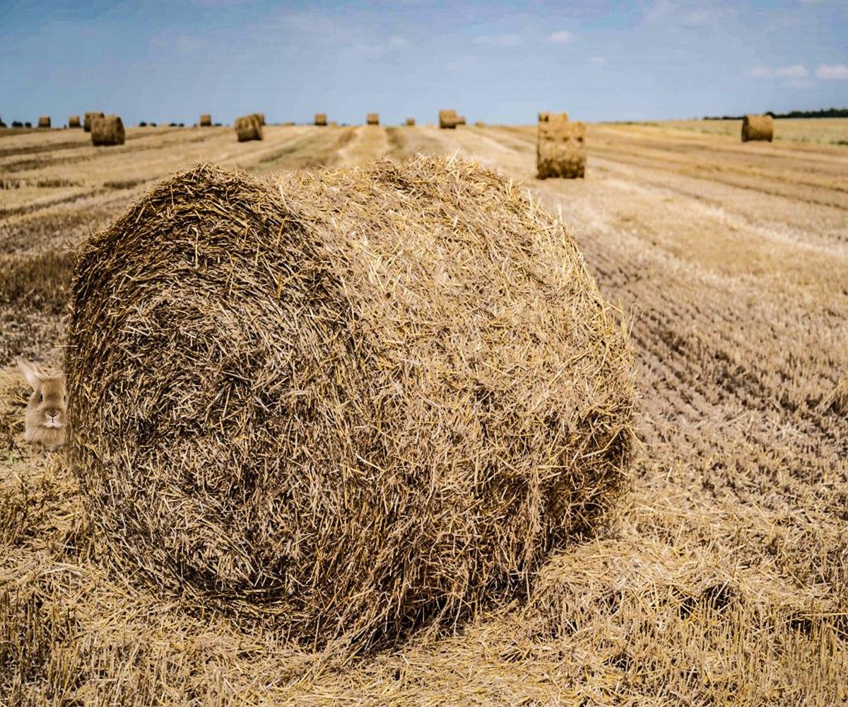 Na nájdenie skrytého zvieraťa máte niekoľko sekúnd / koláž Moje