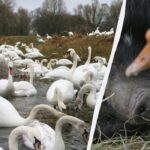 Len ľudia s úžasným IQ uvidia hus medzi labuťami za